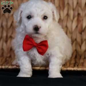 Bobby, Bichon Frise Puppy